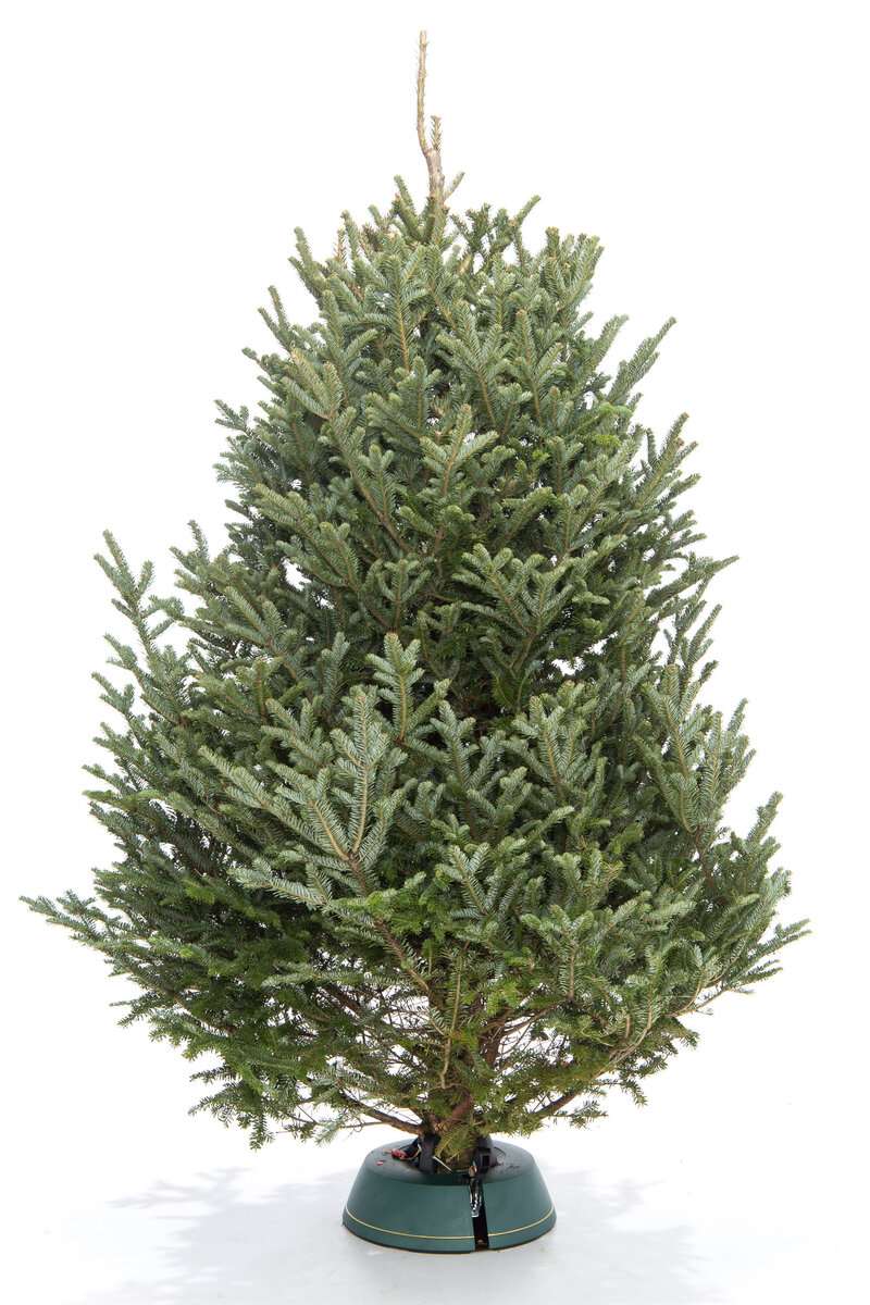 Пихта Фразера вид 1