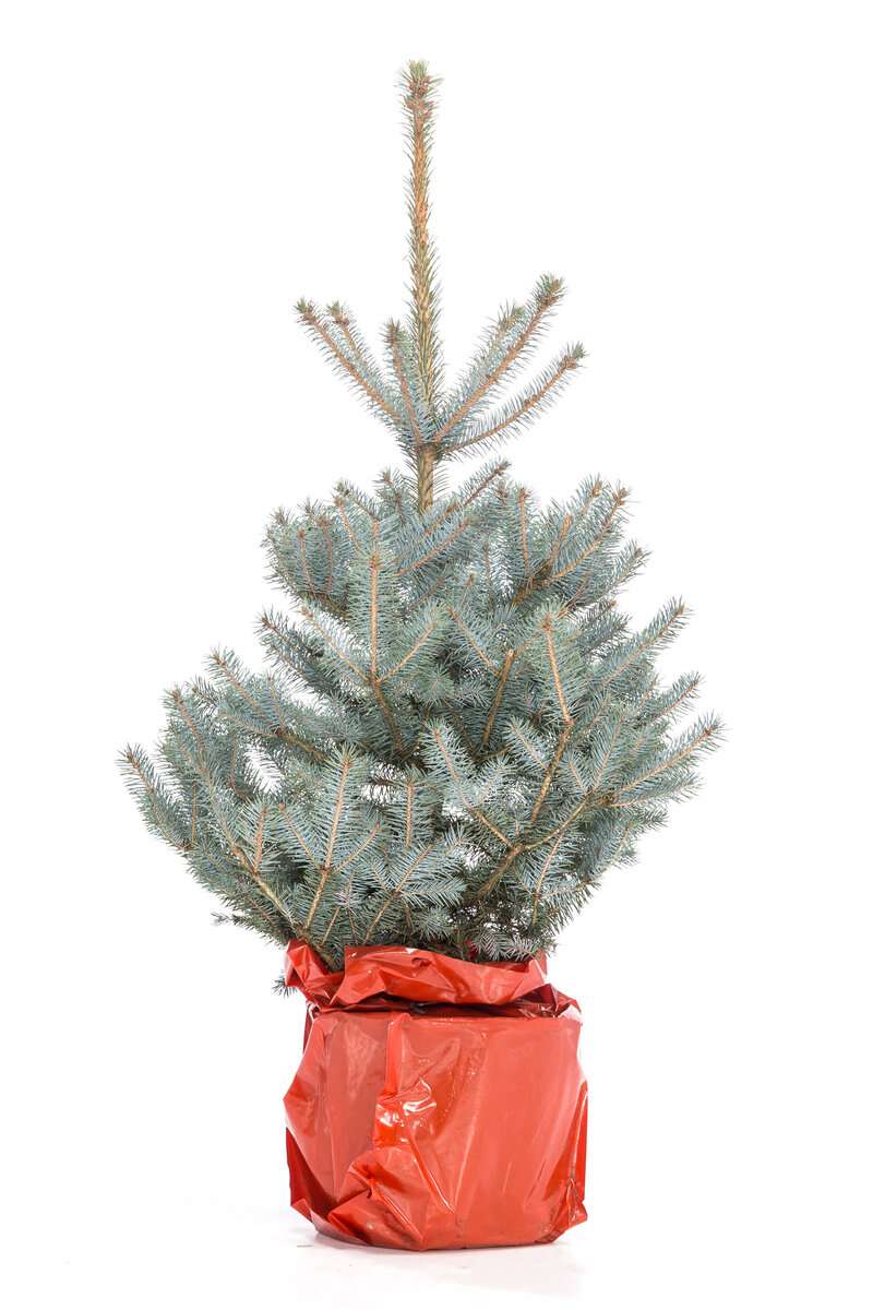 Голубая ель Glauka Blue Diamond в кадке вид 1