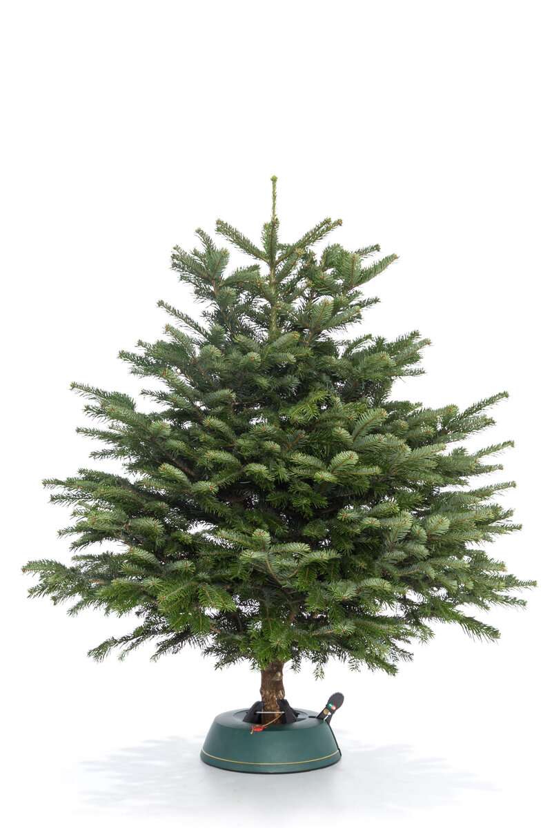 Датская Пихта Нордмана вид 5