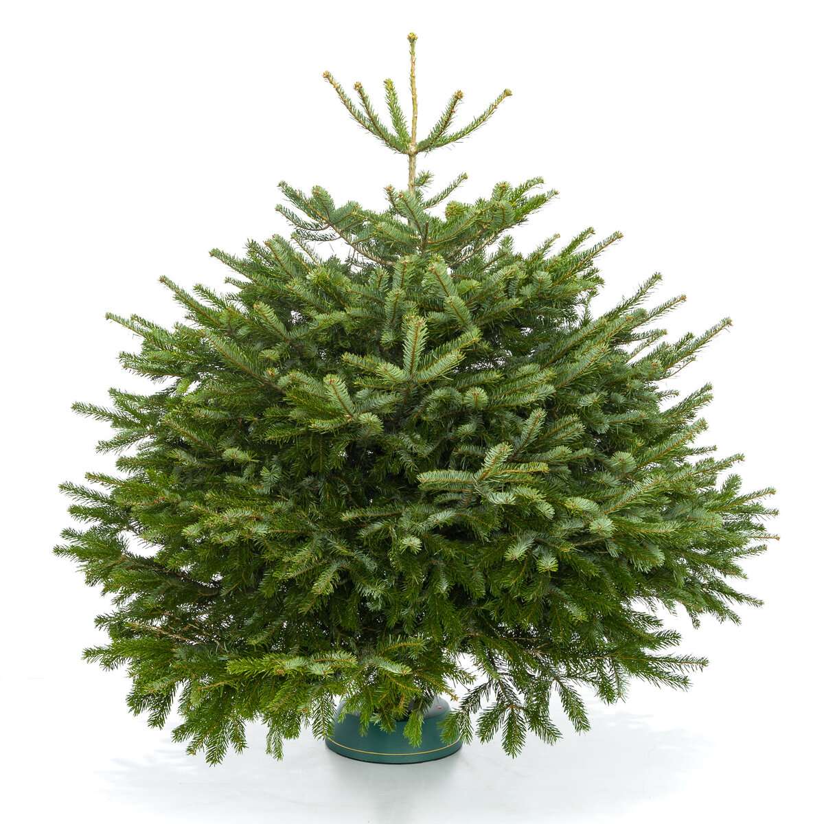 Датская Пихта Нордмана вид 7