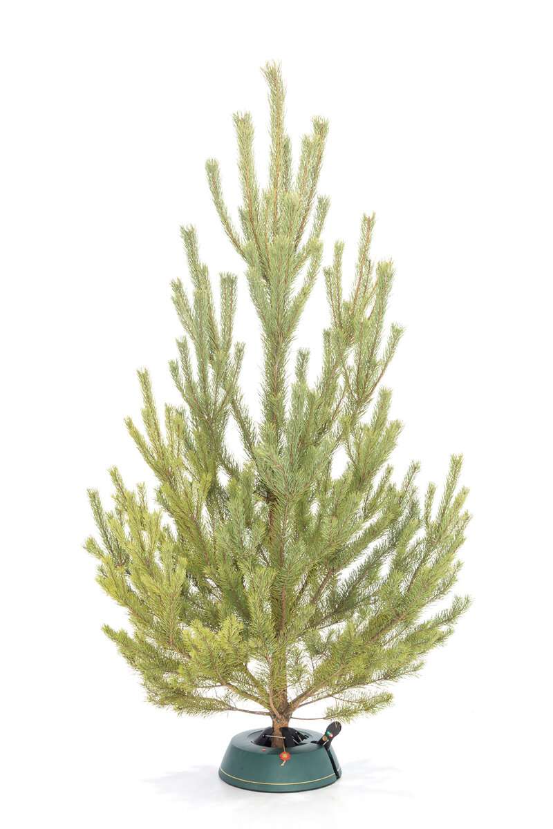 Русская Сосна вид 1