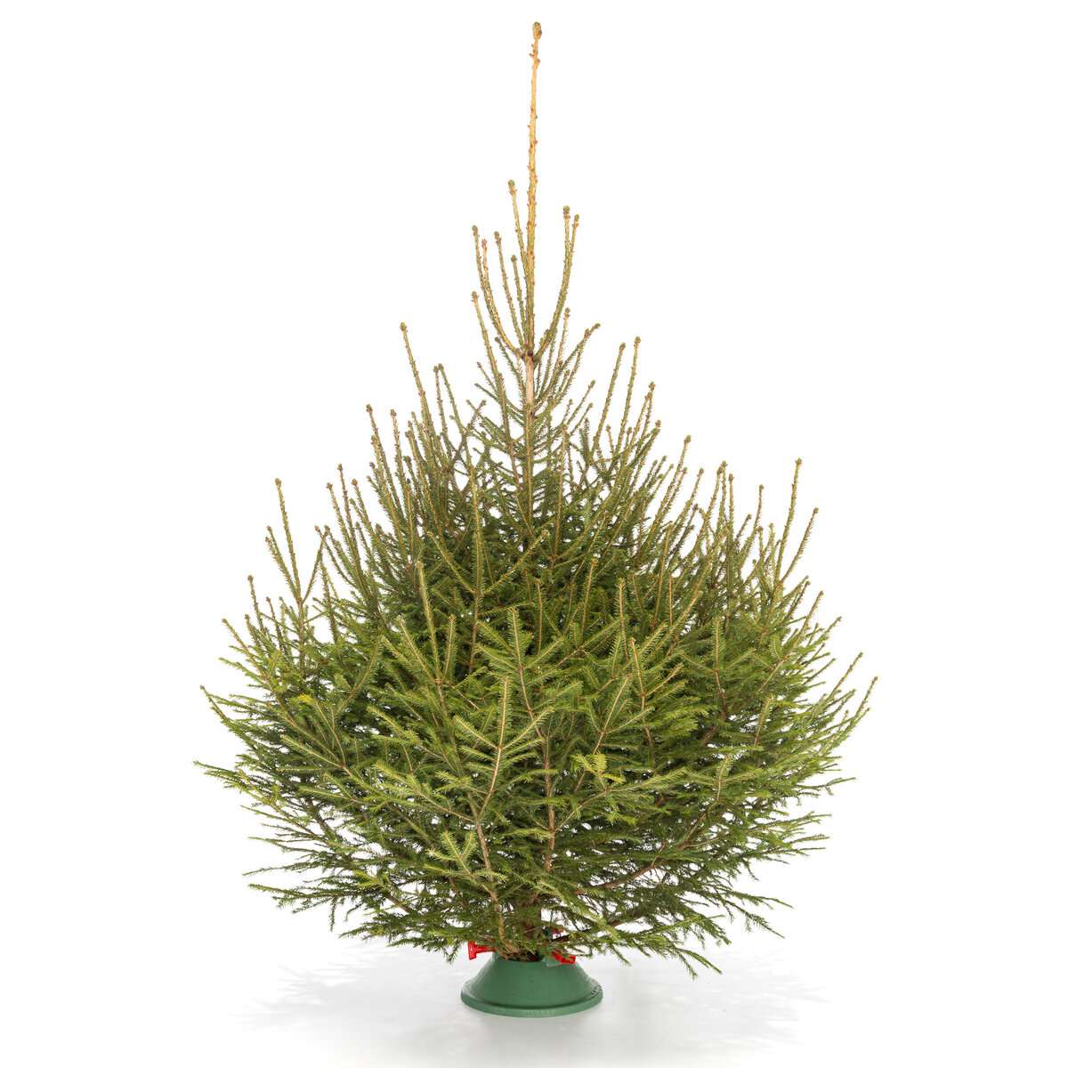 Русская Ель вид 3