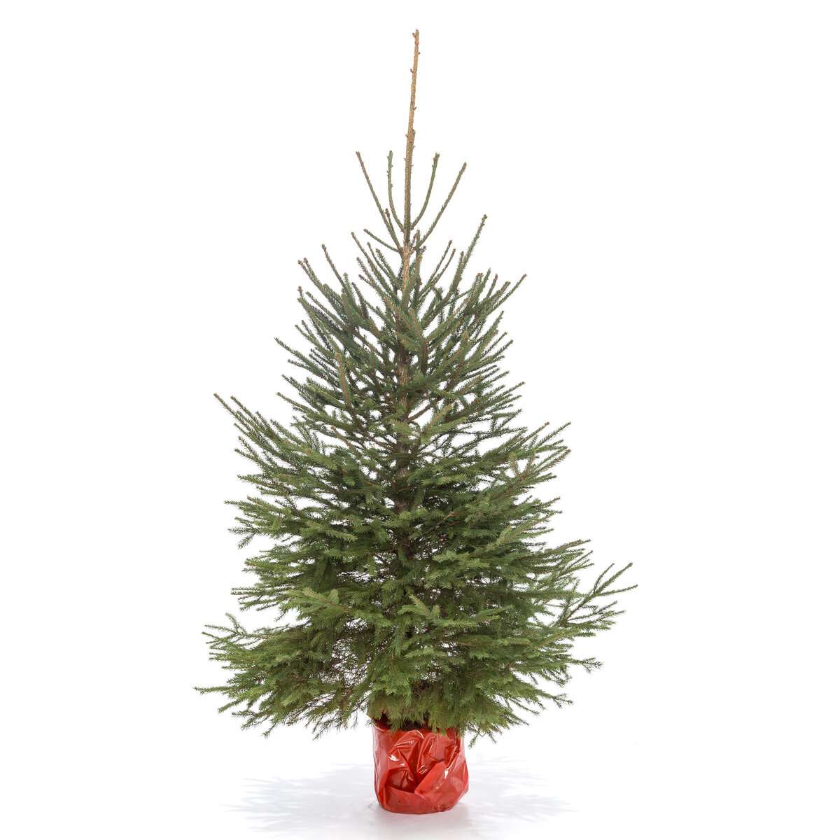 Сербская ель Оморика в кадке вид 2