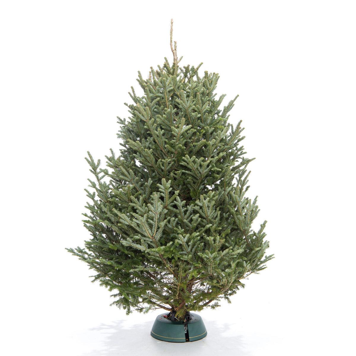 Пихта Фразера view 2