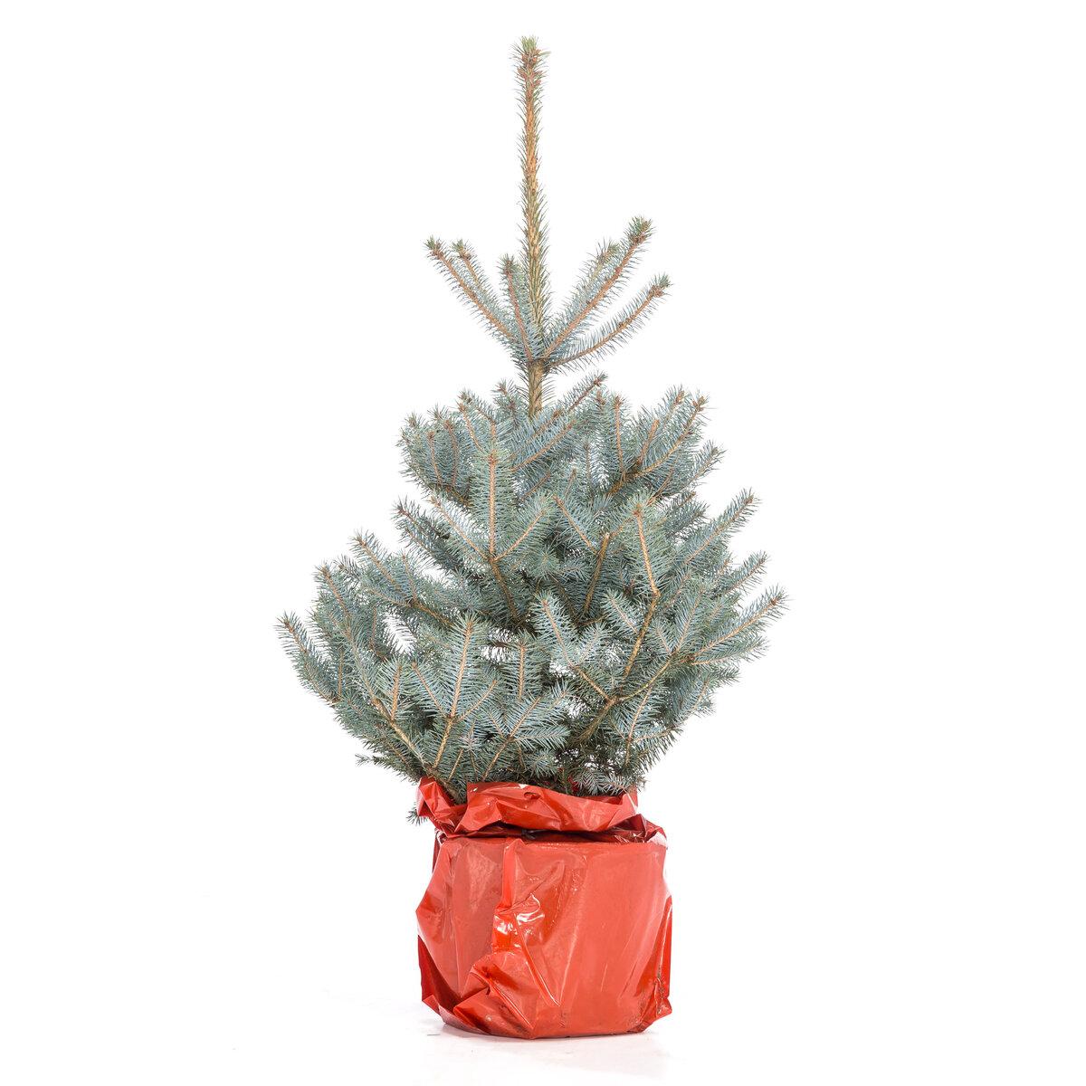 Голубая ель Glauka Blue Diamond в кадке view 2