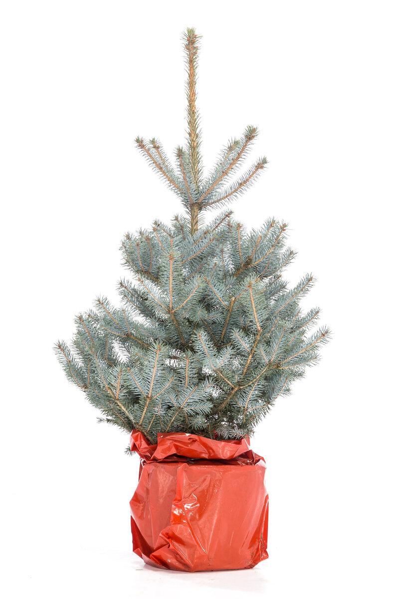 Голубая ель Glauka Blue Diamond в кадке view 3