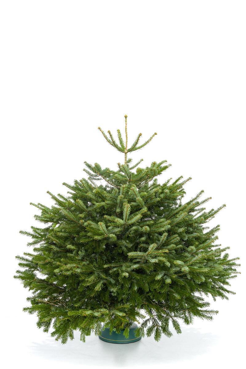 Датская Пихта Нордмана view 4