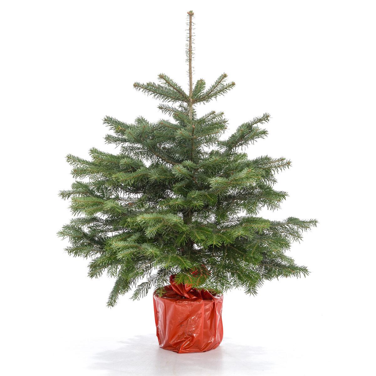 Пихта Нордмана в горшке view 3