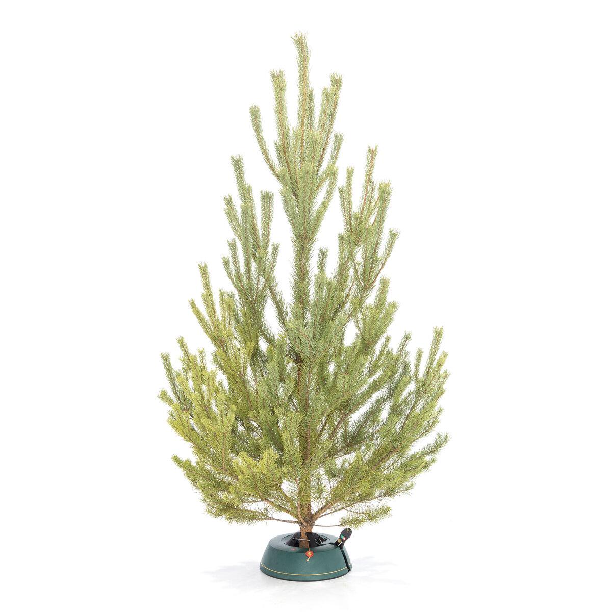 Русская Сосна view 4