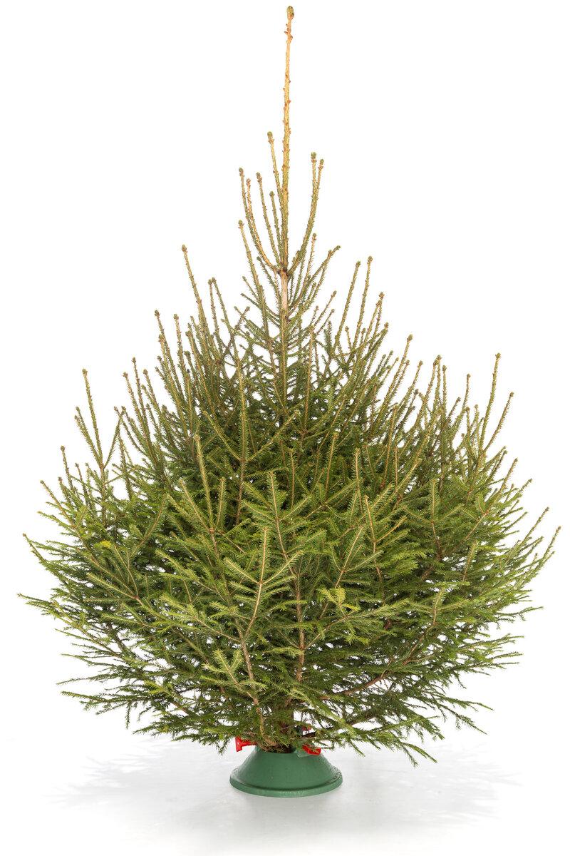 Русская Ель view 2