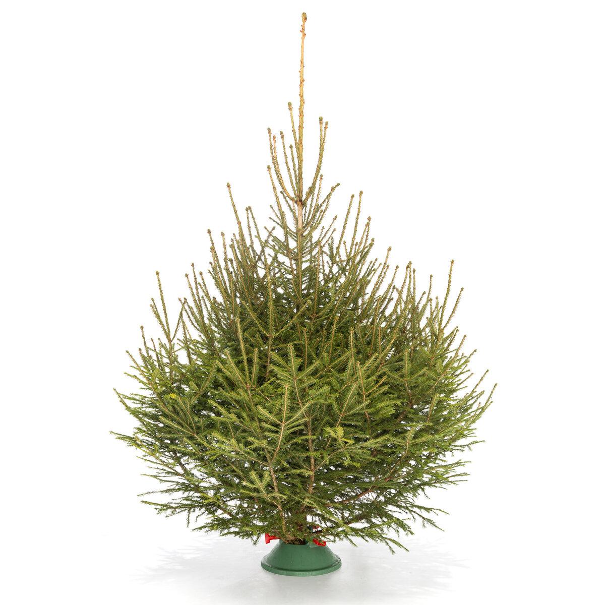 Русская Ель view 4