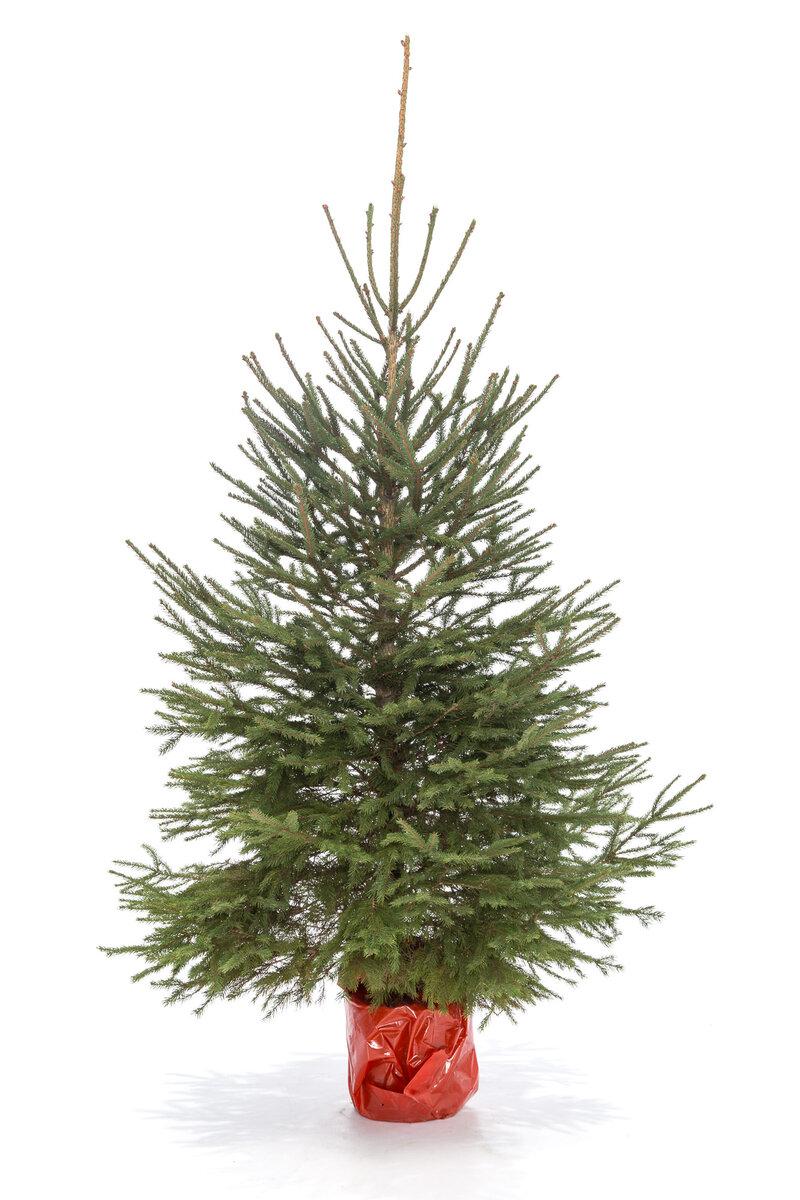 Сербская ель Оморика в кадке view 3