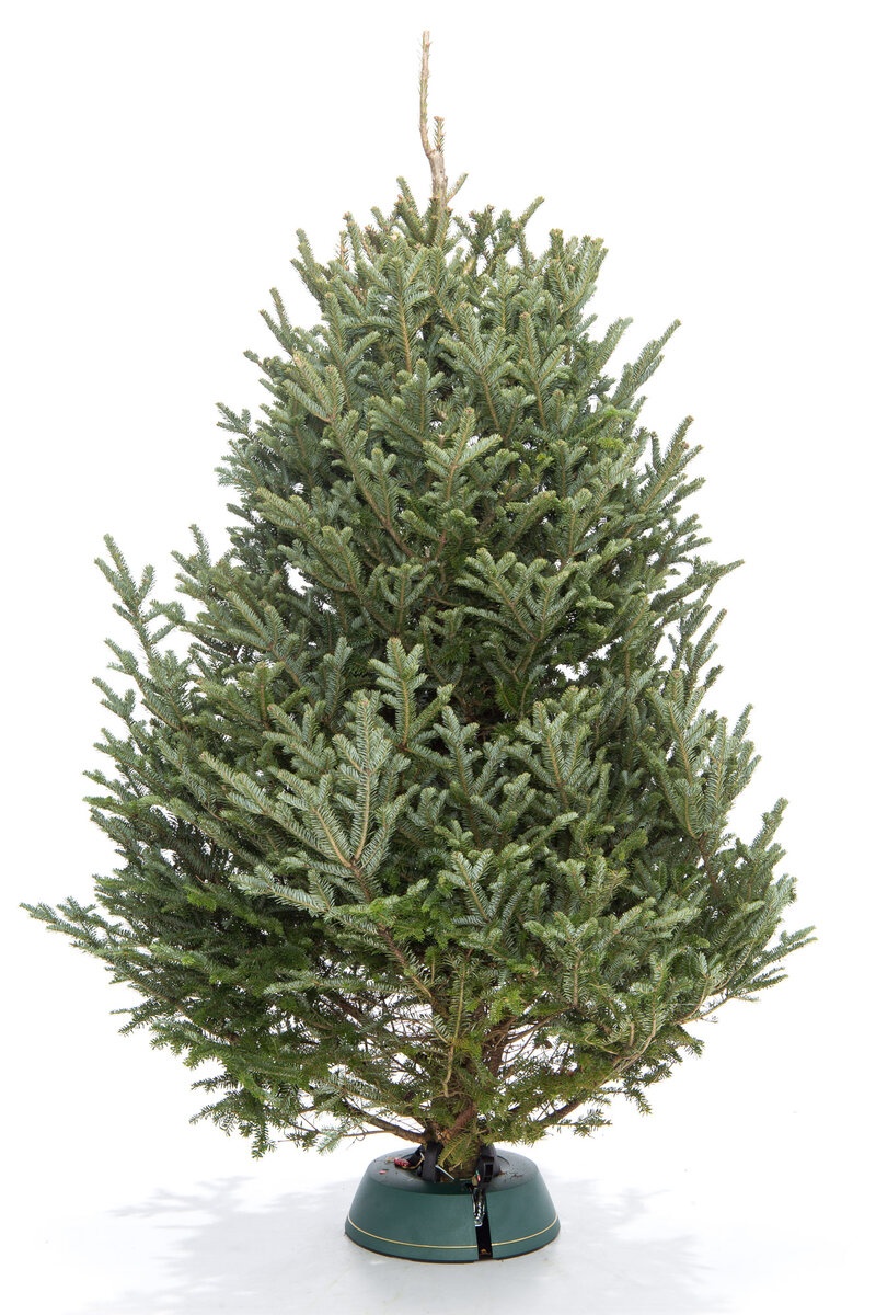 Пихта Фразера